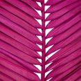 thumbnail image 2 of 44" Raspberry Round Tip Palm Leaf 6/Bag, 2 of 2