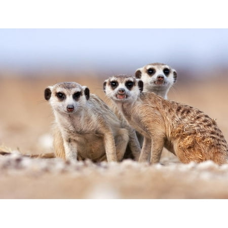 Three Curious Adult Meerkats at the Edge of their Family Den Pose for the Camera.  Botswana. Print Wall Art By Karine