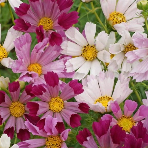 Sea Shells Cosmos Flower Seeds 2 Gram ~ 238 Seeds – Non-GMO Annual – Cosmos bipinnatus – Unique Tubular Petals – Attracts Pollinators – Drought-Tolerant – Easy to Grow – 75–90 Days to Bloom