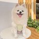 thumbnail image 5 of Chalecos de seda de hielo de verano para perros y gatos pequeños y medianos, ropa para perros con protección solar, ropa para mascotas., 5 of 6