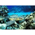 thumbnail image 2 of Hawaii  Green Sea Turtle  On Reef With Tropical Fish Poster Print, 2 of 2