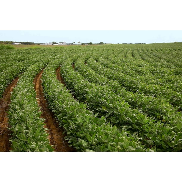 Vegan Soybeans (5Lbs) Gluten Free, Great for Salad Sprouts Grown in Iowa, Vegetarian Diet, Tofu