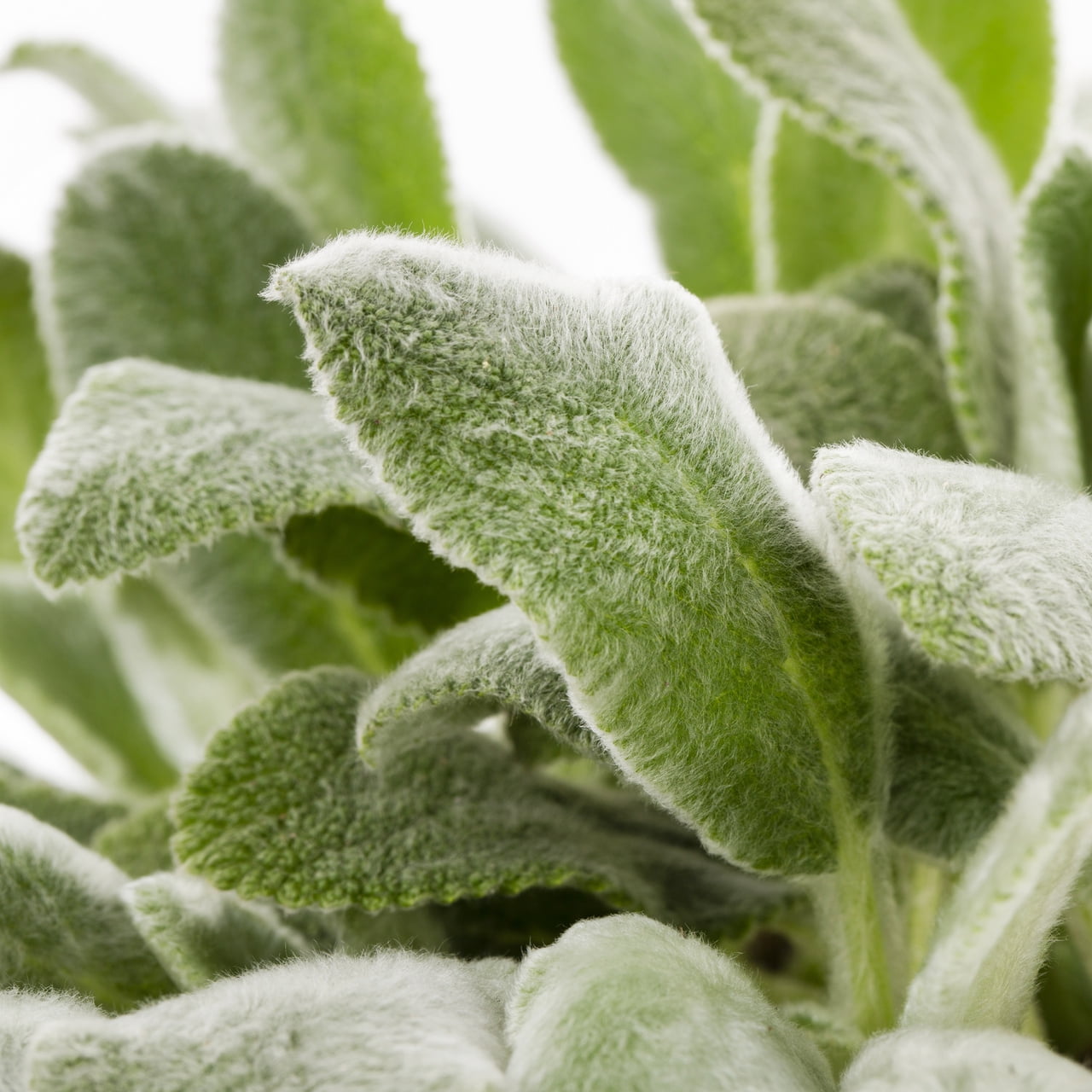 Expert Gardener 2QT Silver Stachys Live Perennial Plant Sun 3 -Pack
