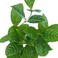 thumbnail image 3 of 12 Pack Live Coffee Plant, Coffea Arabica, Coffee Tree, Arabian Coffee, Indoor Potted Houseplant, Birthday Gift, Gardening Gift, Plant Lover Gift, Thank You Gift in 3" Pot, 3 of 5