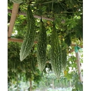 [ Mais Family ] 10 India Bitter Gourd Seeds, Bitter Melon Seeds, Kho Qua Rung ORGANIC