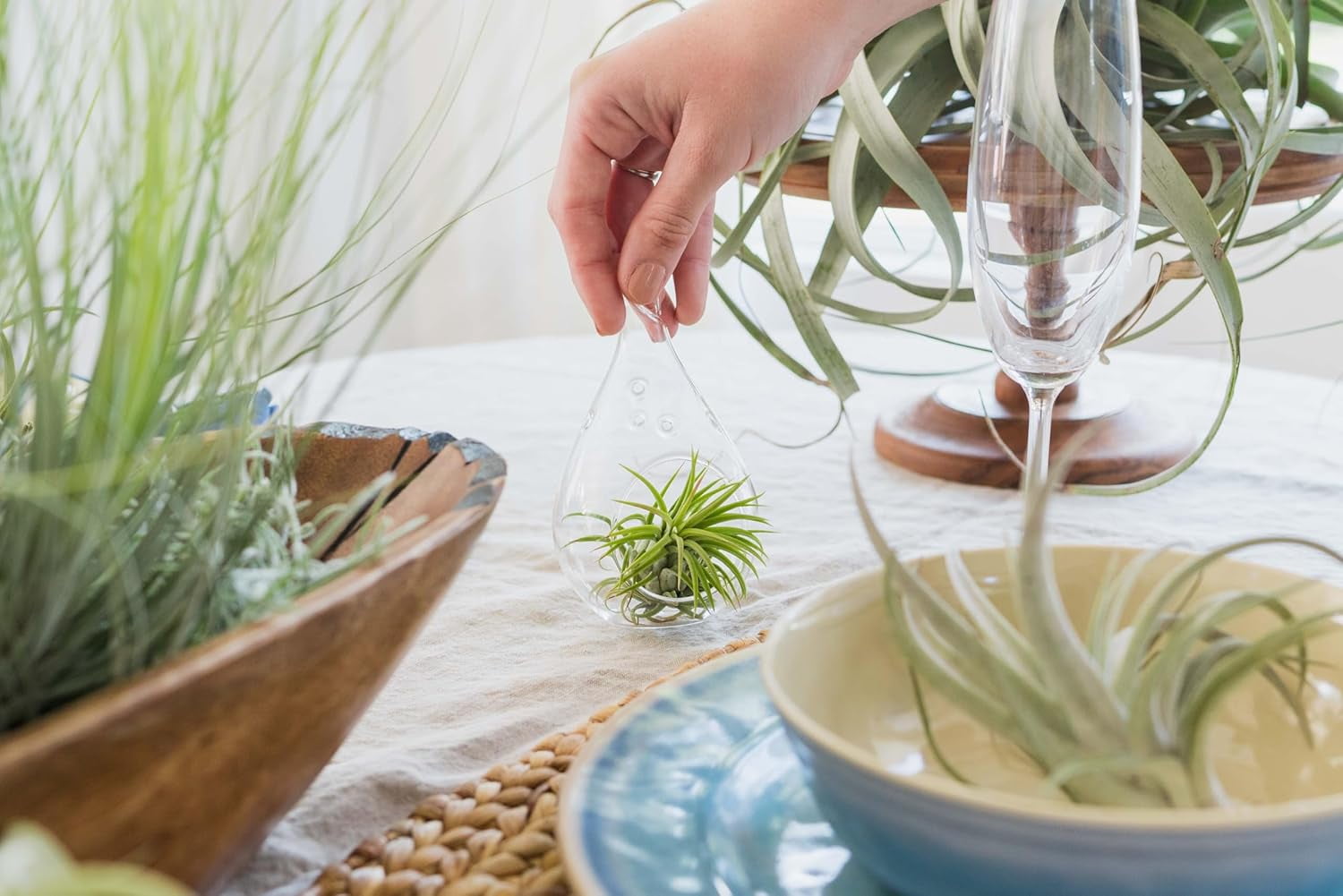 Air Plant Shop 10 Pack XL Tillandsia Ionantha Rubra- Wholesale and Bulk - Succulents - Live Tillandsia - Easy Care Indoor and Outdoor House Plants
