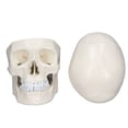 thumbnail image 1 of Ayuda didáctica para la enseñanza del cráneo, modelo de cráneo de PVC de cabeza humana de simulación 1:1, modelo de cráneo extraíble optimizado para la excelencia, 1 of 8