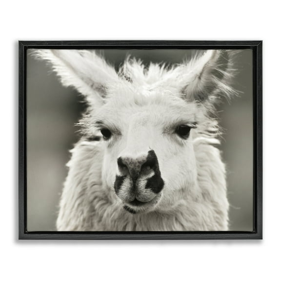 Stupell Industries Llama Gazing Portrait Animals & Insects Photography Black Floater Framed Canvas Art Print Wall Art, 21 x 17