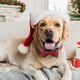 thumbnail image 4 of Collar para perro Tunkoo Christmas Plaid, algodón suave, ajustable en L, 4 of 6