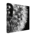 thumbnail image 2 of Aledanda 'Dandelion on Black III' Canvas Art, 2 of 3