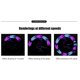 thumbnail image 2 of Spoke Light 14 RGB LED Rueda de bicicleta Mountain Road Bike Lámpara de advertencia de seguridad, 2 of 6