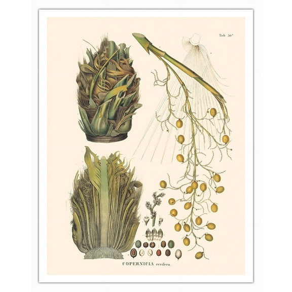 Carnauba Wax Palm Tree (Copenicia Ceifera) - Tree of Life - Vintage Botanical Illustration by Carl Friedrich Philipp von Martius c.1820s - Fine Art Matte Paper Print (Unframed) 11x14in