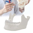 thumbnail image 2 of Yokua Adult Lower Jaw Bone Model Lower Jaw Model Teaching Aid for Science Class, 2 of 11
