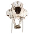 thumbnail image 1 of Simulation Animal Skull Model Resin Tiger Skull Model Interior Decoration Props Ornaments, 1 of 14