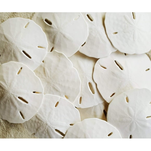 Dólares De Arena Blanca De 2,5 A 3 Pulgadas, 10 Unidades, Artesanía De Conchas Marinas Para Bodas, Escogidas A Mano Y Empaquetadas Profesionalmente Por Tumbler Home