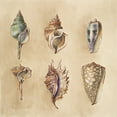 thumbnail image 2 of Loreth, Lanie 20x20 Gold Ornate Wood Framed with Double Matting Museum Art Print Titled - Seashells I, 2 of 4