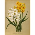 thumbnail image 2 of Arentine H. Arendsen 11x14 Black Ornate Wood Framed Double Matted Museum Art Print Titled: Polyanthus Narcissus 1.Grand Monarch. 2. Grand Soleil Dor (1872-1881), 2 of 5