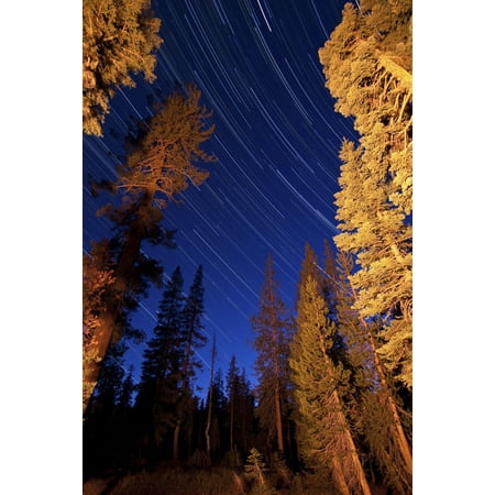 Above Tv Decor Star trails above the campfire lit pine trees in Lassen Volcanic National Park California Poster Print ()