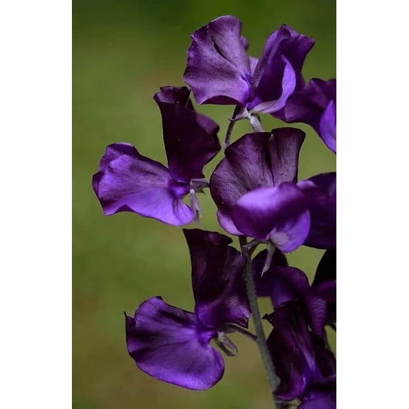 HIGHGW Royal Blue Sweet Pea Extremely Fragrant Climbing Variety , Seed