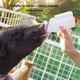 thumbnail image 5 of Biberón Para Mascotas, Fácil Limpieza, Antigrietas, Práctico, Biberón De Alimentación Para Animales De 850ml Con Tetina Para Gatitos Recién Nacidos, 5 of 7