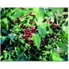 Kona Coffee Hawaiian Starter Plant - Approx. 6 - 10 Inches