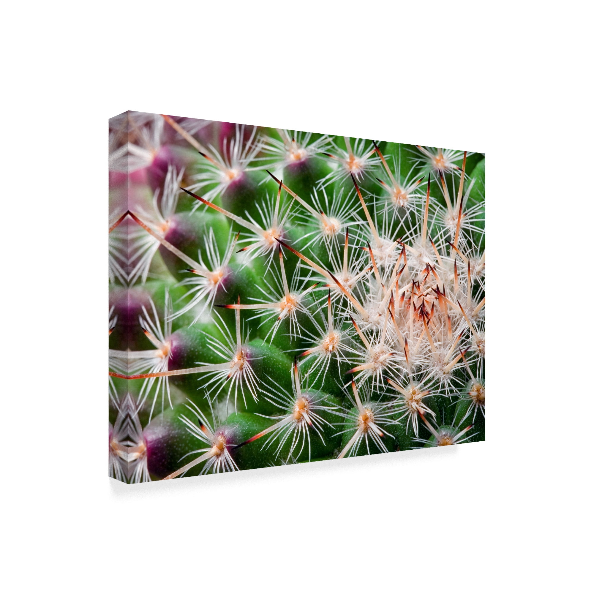 Trademark Fine Art 'Cactus Spines' Canvas Art by Janice Sullivan