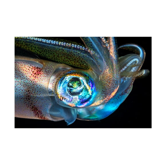 Barathieu Gabriel 'Eye Of Squid' Canvas Art