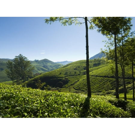 View over Tea Plantations, Near Munnar, Kerala, India, Asia Print Wall Art By Stuart (Best Black Tea In India)