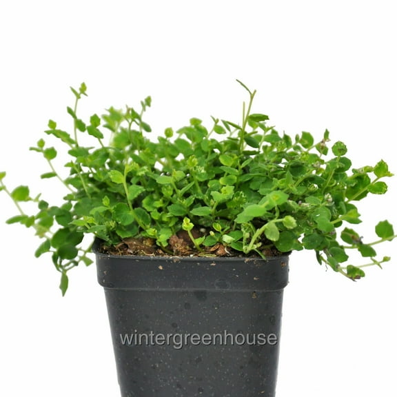 Isotoma fluviatilis, Blue Star Creeper - Pot Size: 3in (2.6x3.5in) - Flowers