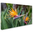 thumbnail image 2 of Trademark Fine Art 'Two Birds of Paradise' Canvas Art by Pierre Leclerc, 2 of 3
