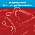 thumbnail image 3 of Beneficial Nematodes - 15 Million Hb+Sc+Sf - Kills Over 200 Different Species of Soil Dwelling and Wood Boring Insects., 3 of 9