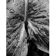 thumbnail image 2 of Allen, Elizabeth 15x18 Black Ornate Wood Framed with Double Matting Museum Art Print Titled - Leafy Looks, 2 of 4