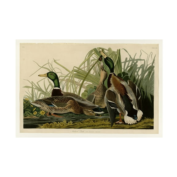 Audubon 'Mallard Duckplate 221' Canvas Art