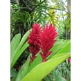 thumbnail image 3 of Live Red Ginger Plant Root 1 Pk (2 Roots Each 2"- 4" Long) Shade, 3 of 7