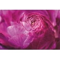 thumbnail image 2 of Marshall, Laura 18x13 Black Ornate Wood Framed with Double Matting Museum Art Print Titled - Ranunculus Abstract V Color, 2 of 4