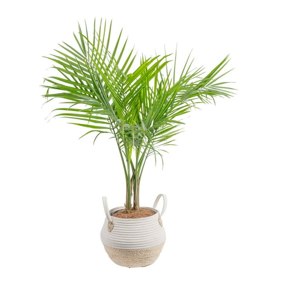 Costa Farms 32" Tall Majesty Palm, Bright Indirect Sunlight, Indoor Live House Plants in 9.84" Basket