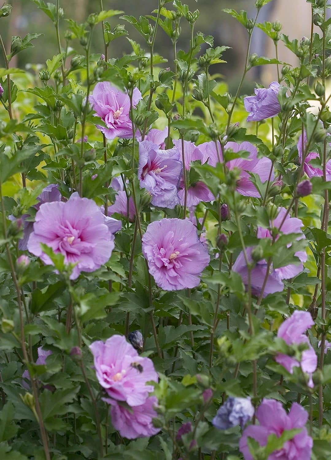 Proven Winners ColorChoice Dark Lavender Chiffon Hibiscus Live Shrub (2 Gallon)