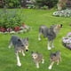 thumbnail image 5 of 4 unids / set de plástico siberiano Animal modelo de juguete para s Paquete de Regalos de cumpleaños para CUTICAT Lobos salvajes animales, 5 of 8
