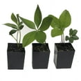 thumbnail image 2 of 3 Live Hellebore Plants - Mixed Lenten Rose / Hellebore in 2 Inch Pots - Perennial, Winter-Blooming - Great for Cut Flowers - Helleborus x hybridis, 2 of 6