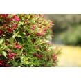 thumbnail image 3 of 1 Gallon Red Prince Weigela Shrub 6 Pack, 3 of 6