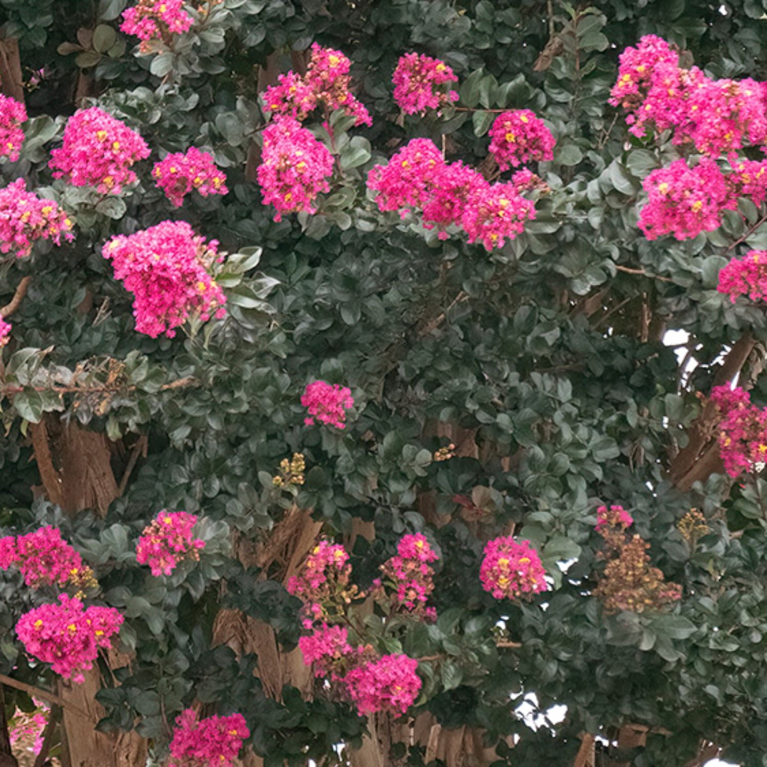 First Editions 3-4 ft tall Plum Magic Crape Myrtle Live Tree in 7-Gallon Grower Pot