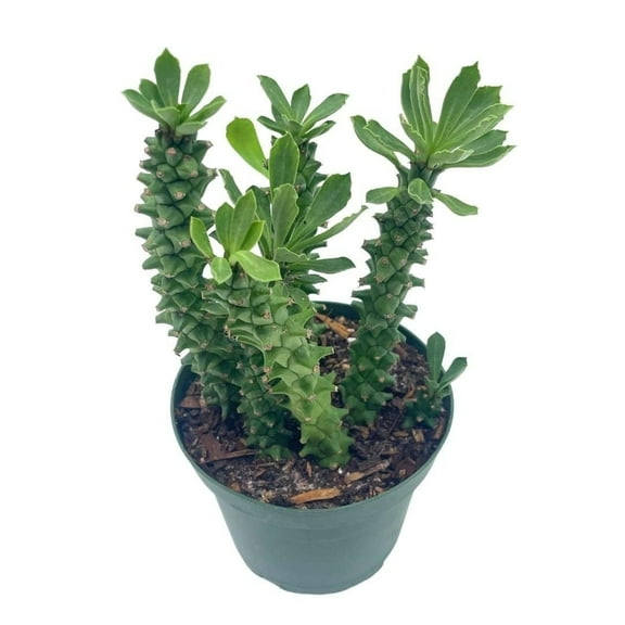 BubbleBlooms Euphorbia Ritchiei, Stapelia Monadenium ritchiei, P.R.O. Bally Bruyns, in a 4 inch Pot