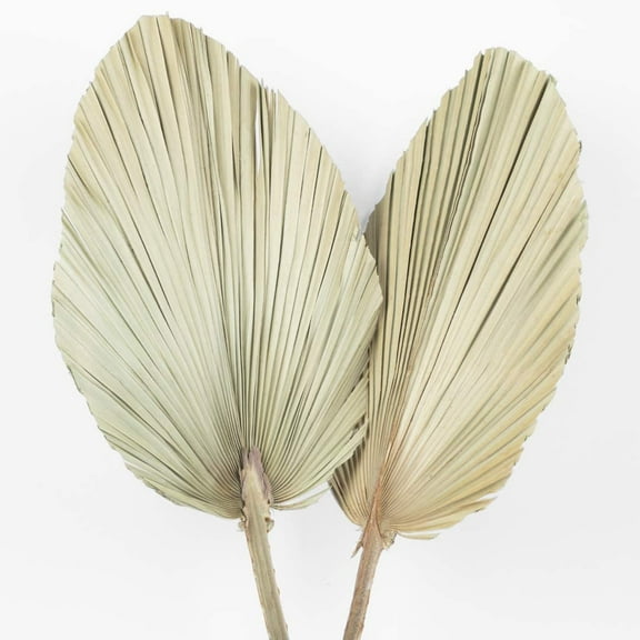 Koyal Wholesale Dried Palm Spears, Natural Wedding Home Décor, 12-16", Set of 12