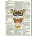 thumbnail image 2 of Triple Moths - Dictionary Art Print Printed On Authentic Vintage Dictionary Book Page - 8 x 10.5, 2 of 3