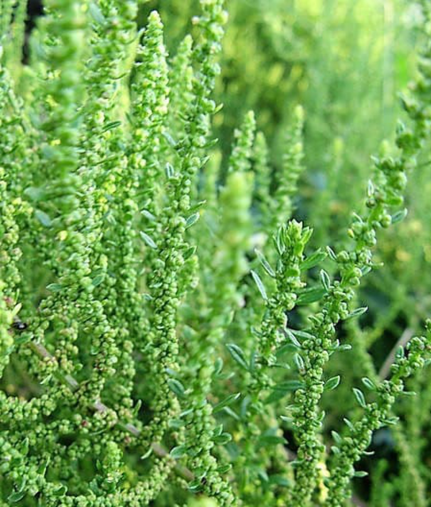 300 EPAZOTE (Mexican Tea) Chenopodium Ambrosioides Herb Flower Seeds - image 4 of 10