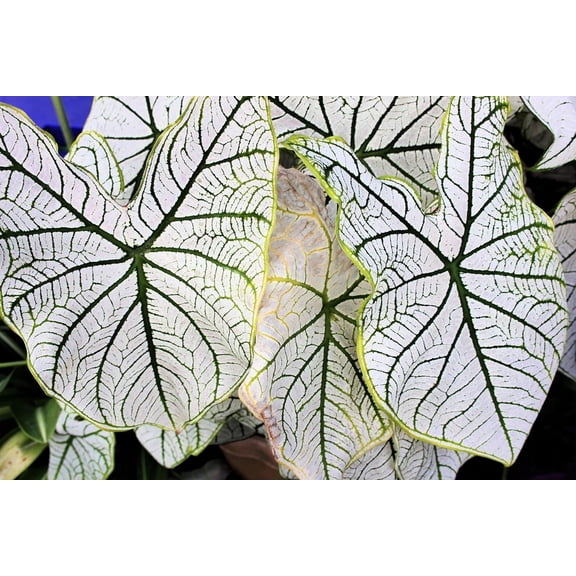 6 White Candidum Caladium Bulbs for Planting - Perennial