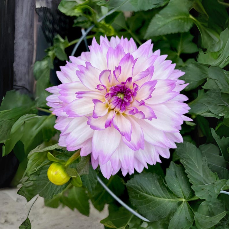 40 Seeds Mikayla Dahlia Seeds - Pollinator Friendly,, Heirloom Flower Seeds Mix for Gardens
