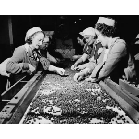 Side profile of a group of female workers sorting peas on a conveyor belt Canvas Art - (18 x 24)