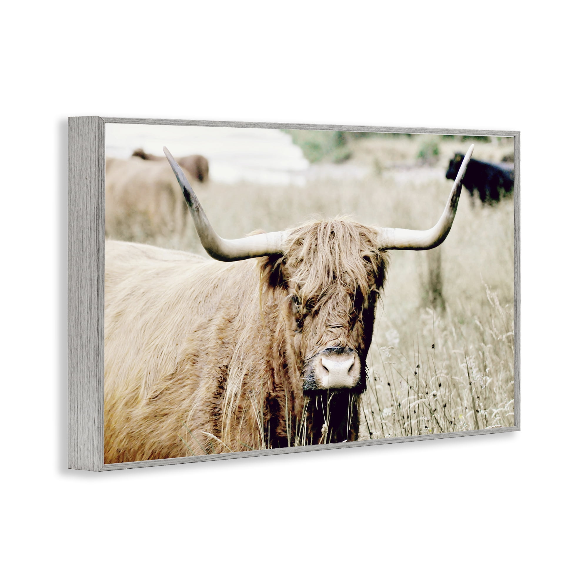 Stupell Industries Highland Cattle in Field Animals & Insects Photography Gray Framed Art Print Wall Art, 24 x 16