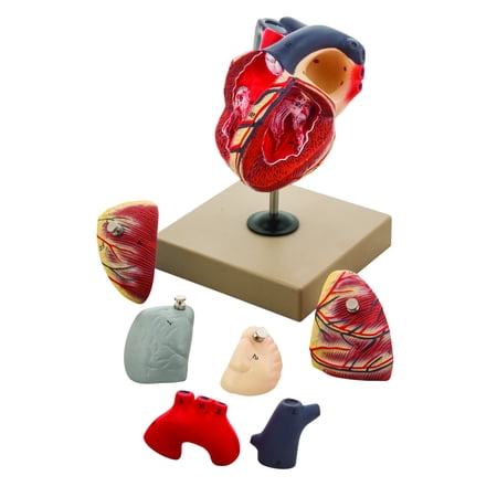 EISCO Human Heart Model  Hand Painted  7 Parts price history on PriceWatchPro